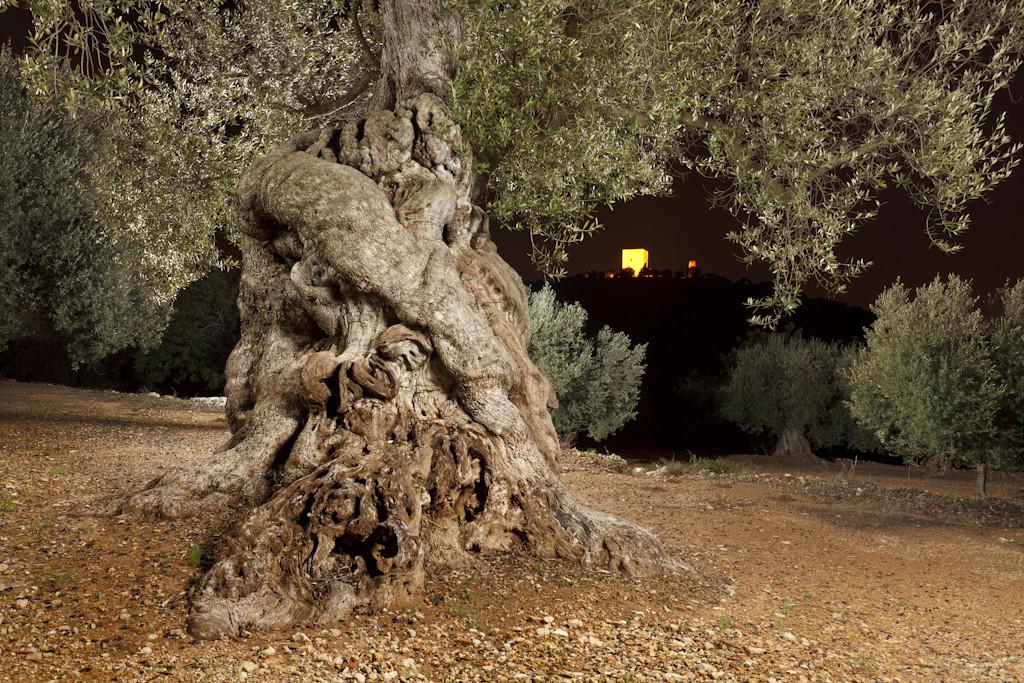 Olivos milenarios de Ulldecona