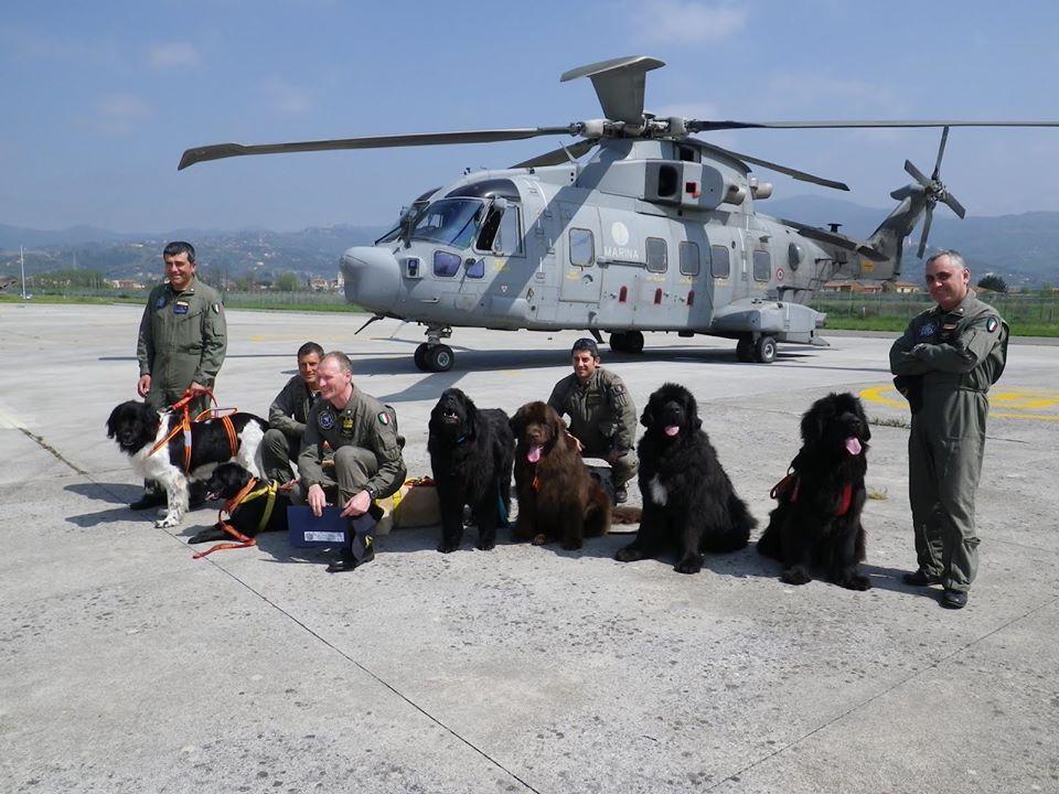 PERROS_TERRANOVA_2