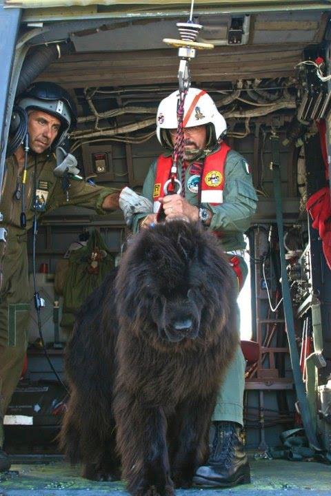 PERROS_TERRANOVA_3