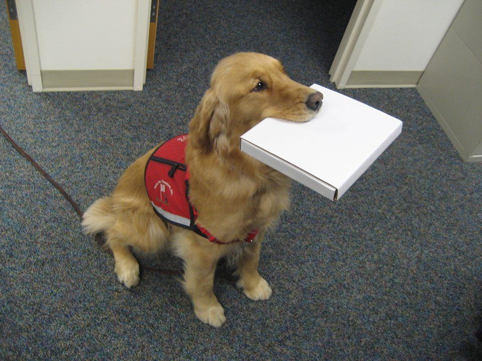 PERROS_TRABAJADORES_2