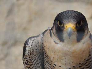 La muerte de un halcón peregrino