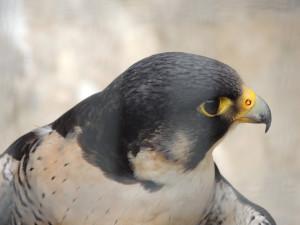 La muerte de un halcón peregrino