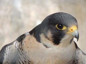 La muerte de un halcón peregrino