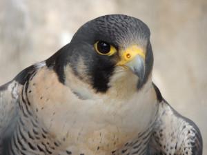La muerte de un halcón peregrino
